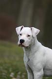 DOGUE ARGENTIN 538